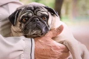 What to expect during dog euthanasia